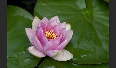 Seerose (Nymphaea spec.)