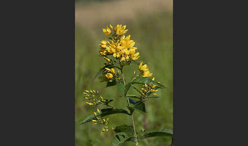 Gemeiner Gilbweiderich (Lysimachia vulgaris)