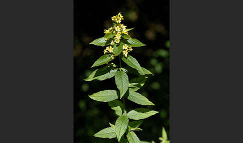 Gemeiner Gilbweiderich (Lysimachia vulgaris)