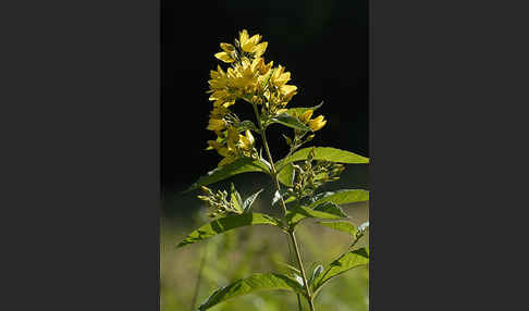 Gemeiner Gilbweiderich (Lysimachia vulgaris)