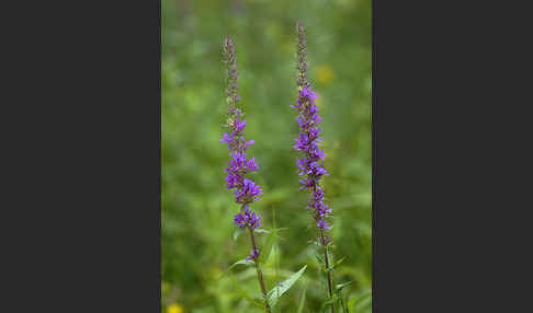 Blut-Weiderich (Lythrum salicaria)