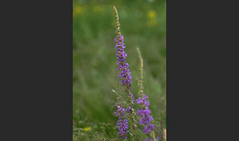 Blut-Weiderich (Lythrum salicaria)