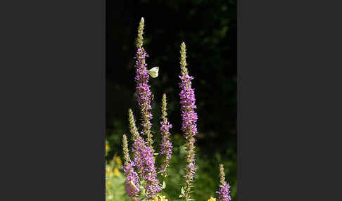 Blut-Weiderich (Lythrum salicaria)