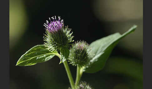 Kleine Klette (Arctium minus)