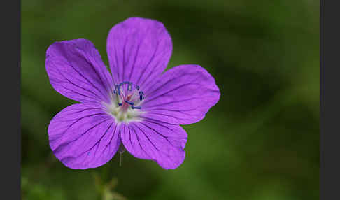 Wiesen-Storchschnabel (Geranium pratense)