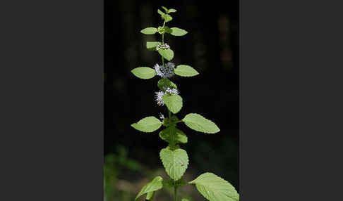 Acker-Minze (Mentha arvensis)