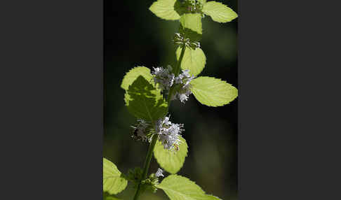 Acker-Minze (Mentha arvensis)