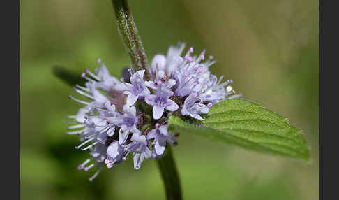 Acker-Minze (Mentha arvensis)