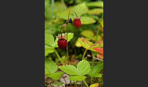 Wald-Erdbeere (Fragaria vesca)