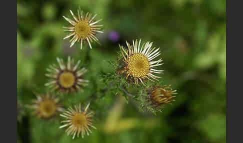 Kleine Eberwurz (Carlina vulgaris)