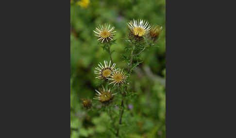 Kleine Eberwurz (Carlina vulgaris)