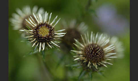 Kleine Eberwurz (Carlina vulgaris)