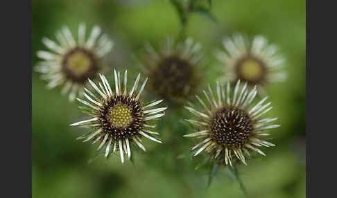 Kleine Eberwurz (Carlina vulgaris)