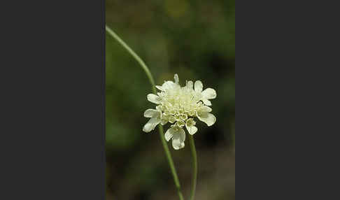 Gelbe Skabiose (Scabiosa ochroleuca)