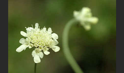 Gelbe Skabiose (Scabiosa ochroleuca)