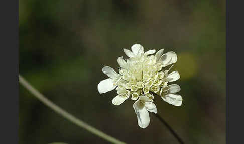 Gelbe Skabiose (Scabiosa ochroleuca)