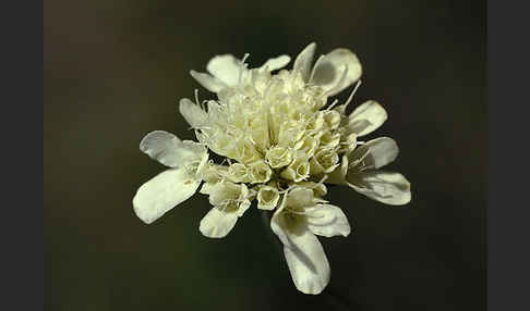 Gelbe Skabiose (Scabiosa ochroleuca)