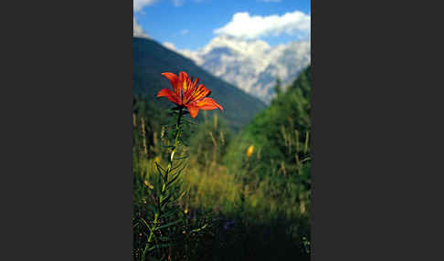 Feuer-Lilie (Lilium bulbiferum)