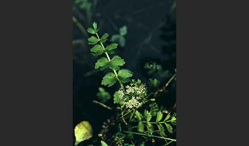 Kriechender Sellerie (Apium repens)