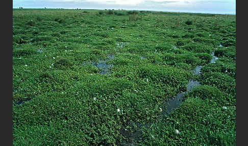 Kriechender Sellerie (Apium repens)