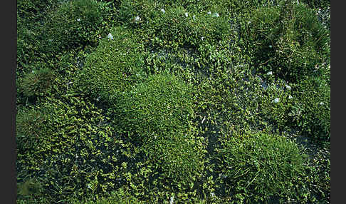 Kriechender Sellerie (Apium repens)