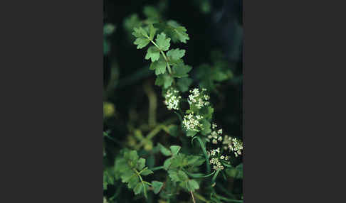 Kriechender Sellerie (Apium repens)