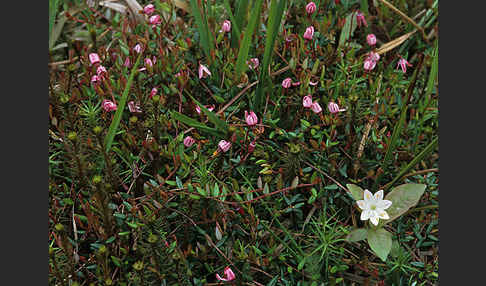 Europäischer Siebenstern (Trientalis europaea)