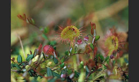 Rundblättriger Sonnentau (Drosera rotundifolia)