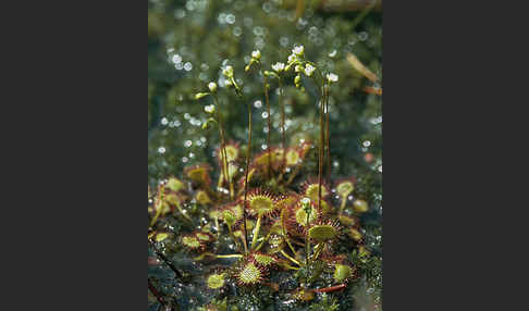 Rundblättriger Sonnentau (Drosera rotundifolia)