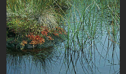 Rundblättriger Sonnentau (Drosera rotundifolia)