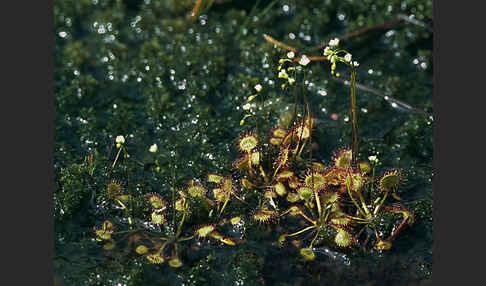 Rundblättriger Sonnentau (Drosera rotundifolia)