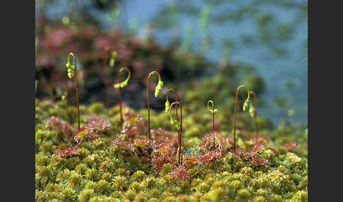 Rundblättriger Sonnentau (Drosera rotundifolia)