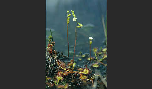 Rundblättriger Sonnentau (Drosera rotundifolia)