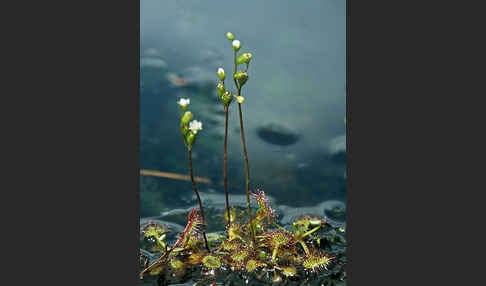 Rundblättriger Sonnentau (Drosera rotundifolia)