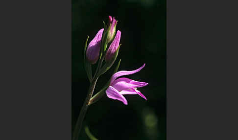 Rotes Waldvöglein (Cephalanthera rubra)