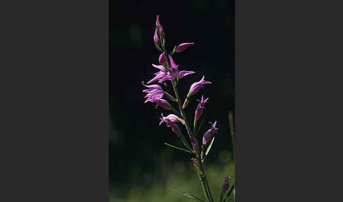 Rotes Waldvöglein (Cephalanthera rubra)