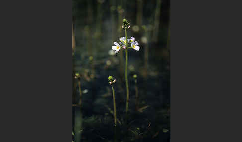 Wasserfeder (Hottonia palustris)