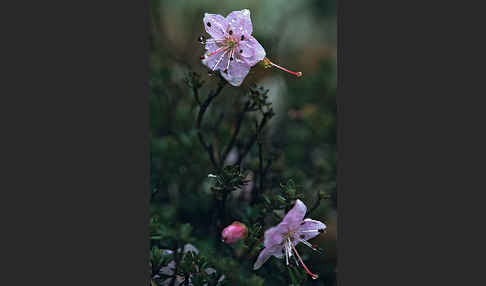 Zwerg-Alpenrose (Rhodothamnus chamaecistus)