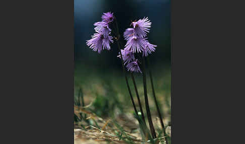 Gewöhnliches Alpenglöckchen (Soldanella alpina)