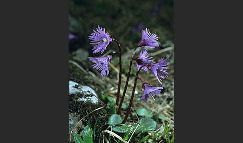 Gewöhnliches Alpenglöckchen (Soldanella alpina)