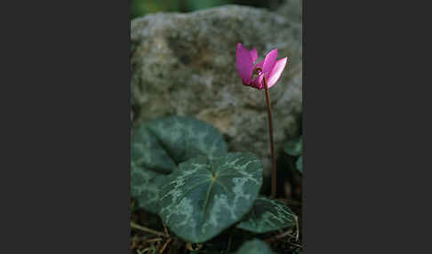 Wildes Alpenveilchen (Cyclamen purpurascens)