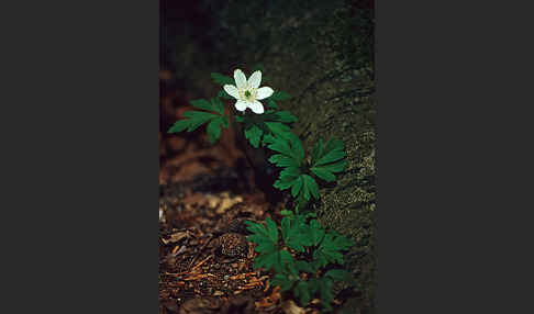 Busch-Windröschen (Anemone nemorosa)