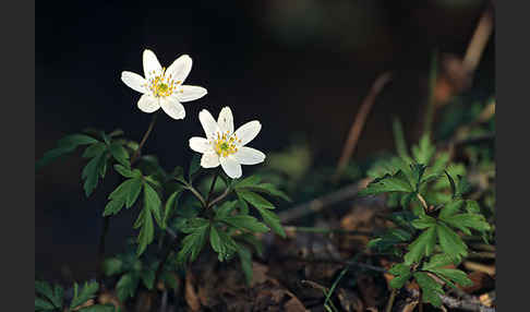 Busch-Windröschen (Anemone nemorosa)