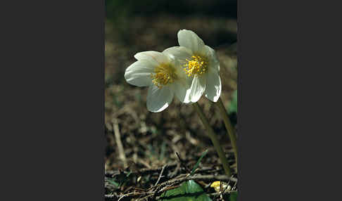 Schwarze Nieswurz (Helleborus niger)