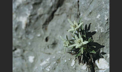 Edelweiß (Leontopodium alpinum)