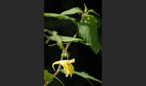 Großes Springkraut (Impatiens noli-tangere)