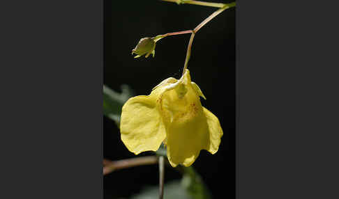 Großes Springkraut (Impatiens noli-tangere)