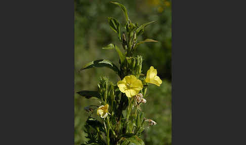 Gewöhnliche Nachtkerze (Oenothera biennis)