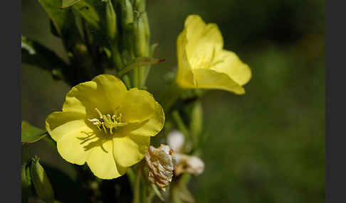 Gewöhnliche Nachtkerze (Oenothera biennis)