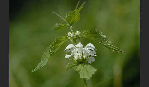 Weiße Taubnessel (Lamium album)